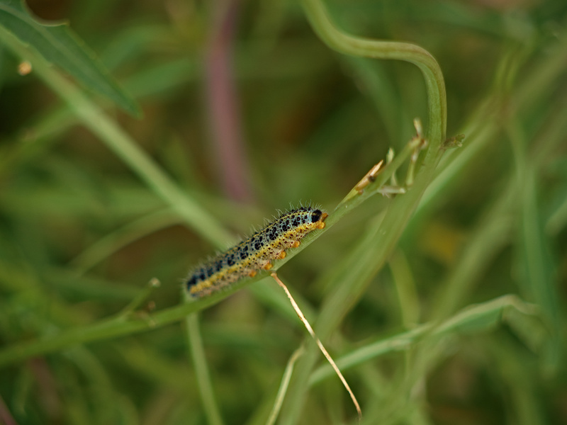 Buskett Gardens, Caterpillar